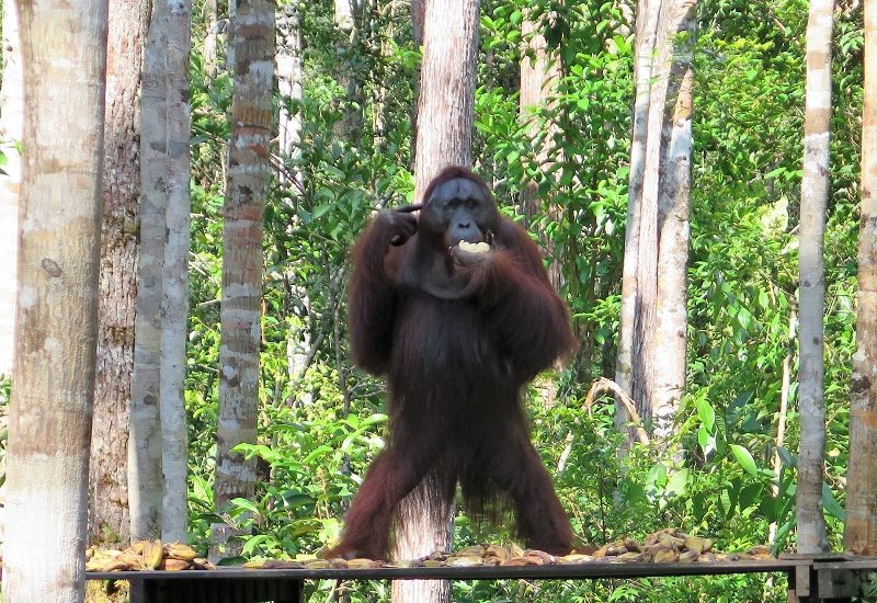 Orang Utan Indonesia A-Z
