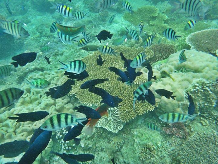 Underwater Pulau Lengkuas Indonesia A-Z