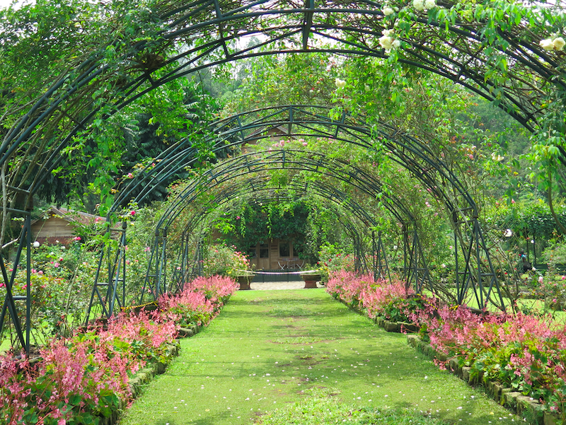 Kebun Mawar Situhapa Garut Indonesia A-Z