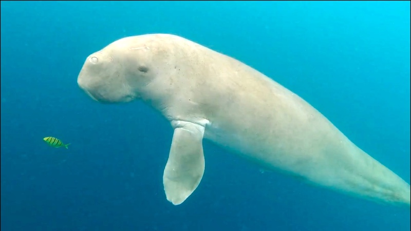 Dugong Alor Indonesia A-Z