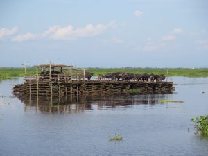 Kerbau Rawa Nagara Indonesia A-Z