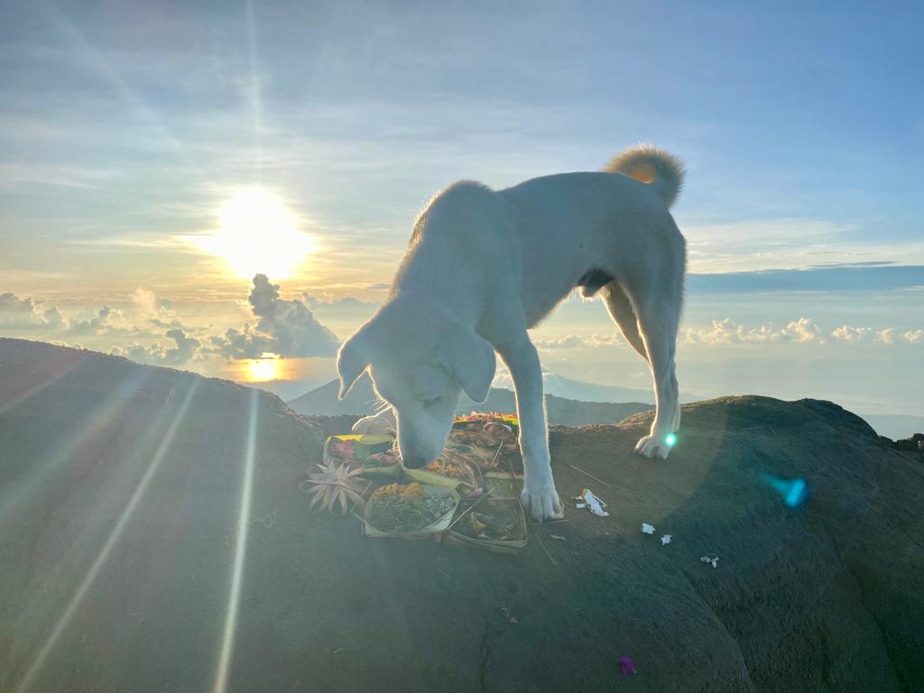 Jackie di puncak Agung Indonesia A-Z