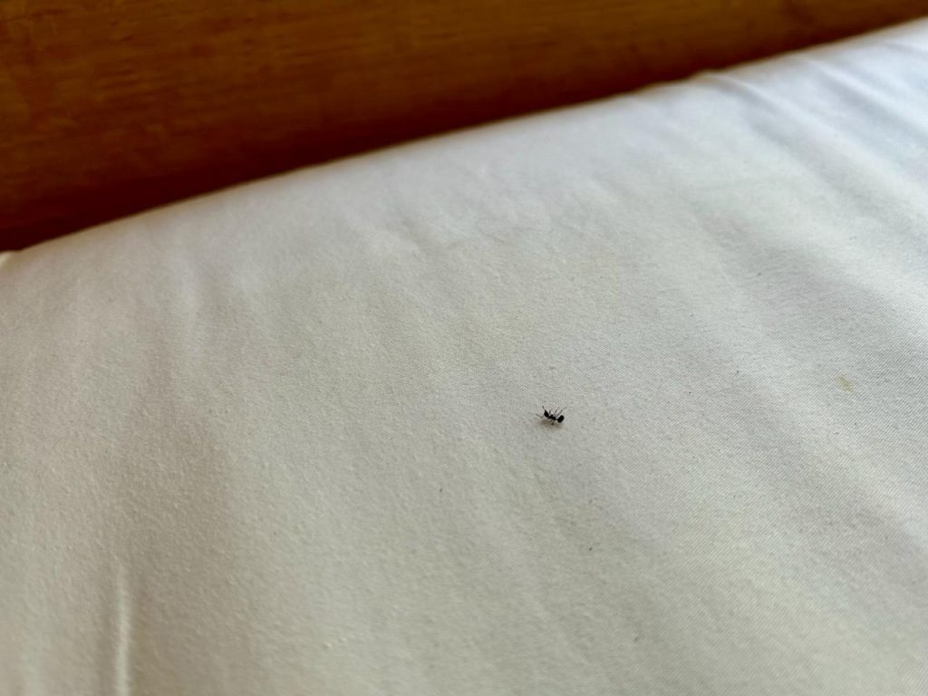 Semut di kamar Lu