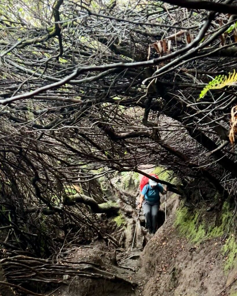Lorong tikus Kerinci antara shelter 2 ke shelter 3 Indonesia A-Z