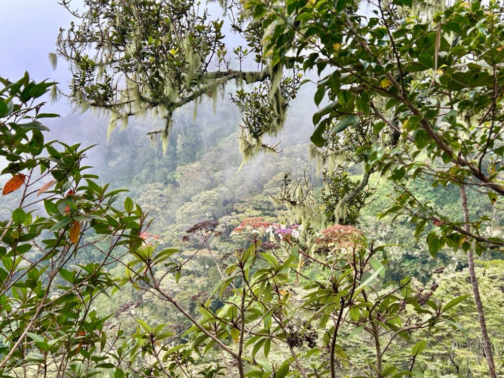 Pemandangan jalur pendakian di Kerinci Indonesia A-Z