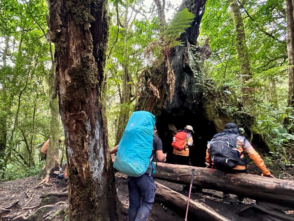 Pohon bolong Kerinci antara Pos 3 dan Shelter 1 Indonesia A-Z