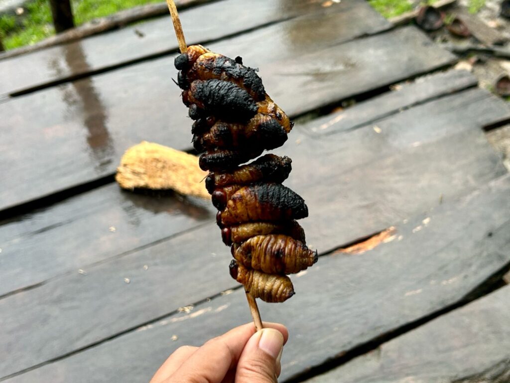 Ulat sagu bakar di Mentawai Indonesia A-Z